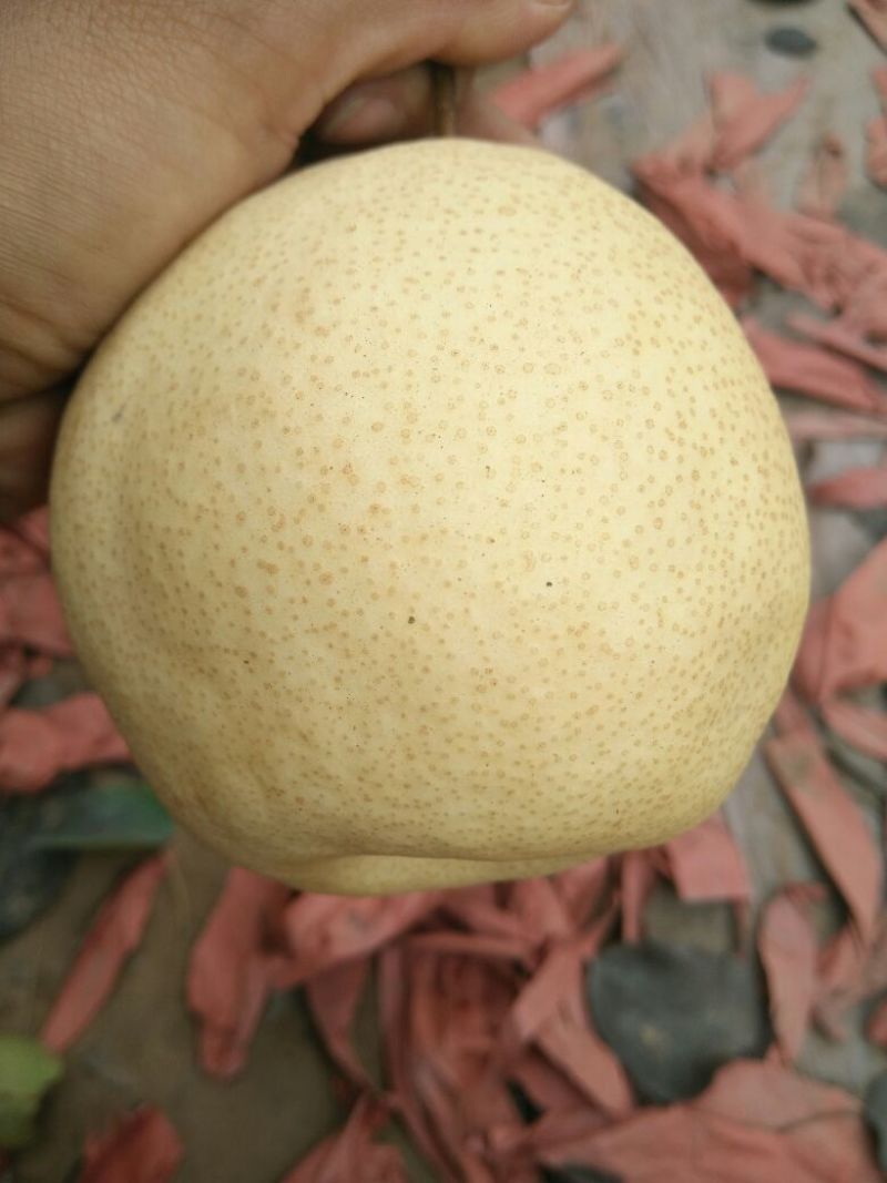 酥梨100~150g纸箱
