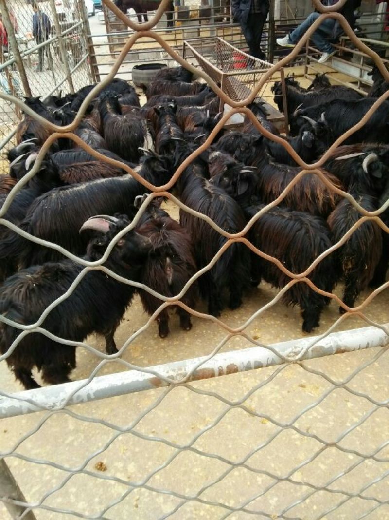 肉驴苗