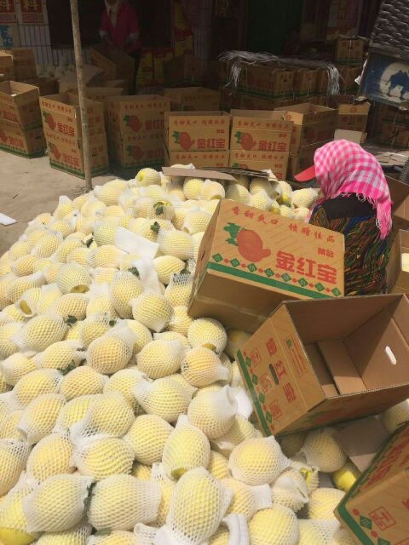 久红瑞甜瓜2斤以上