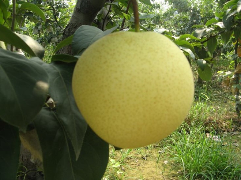皇冠梨