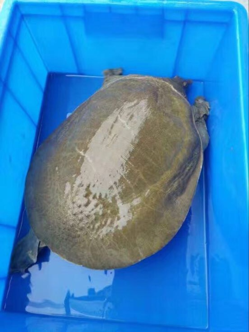 生态甲鱼