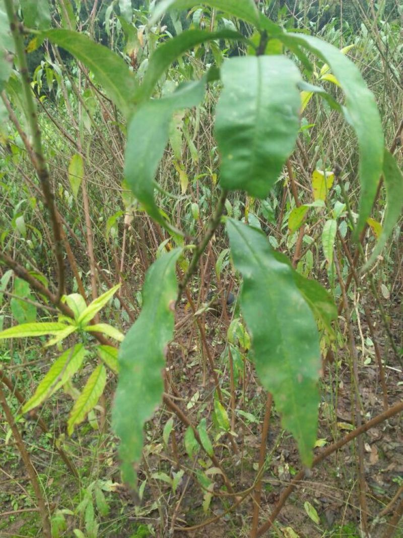 桃树苗(基地直供，品种纯正