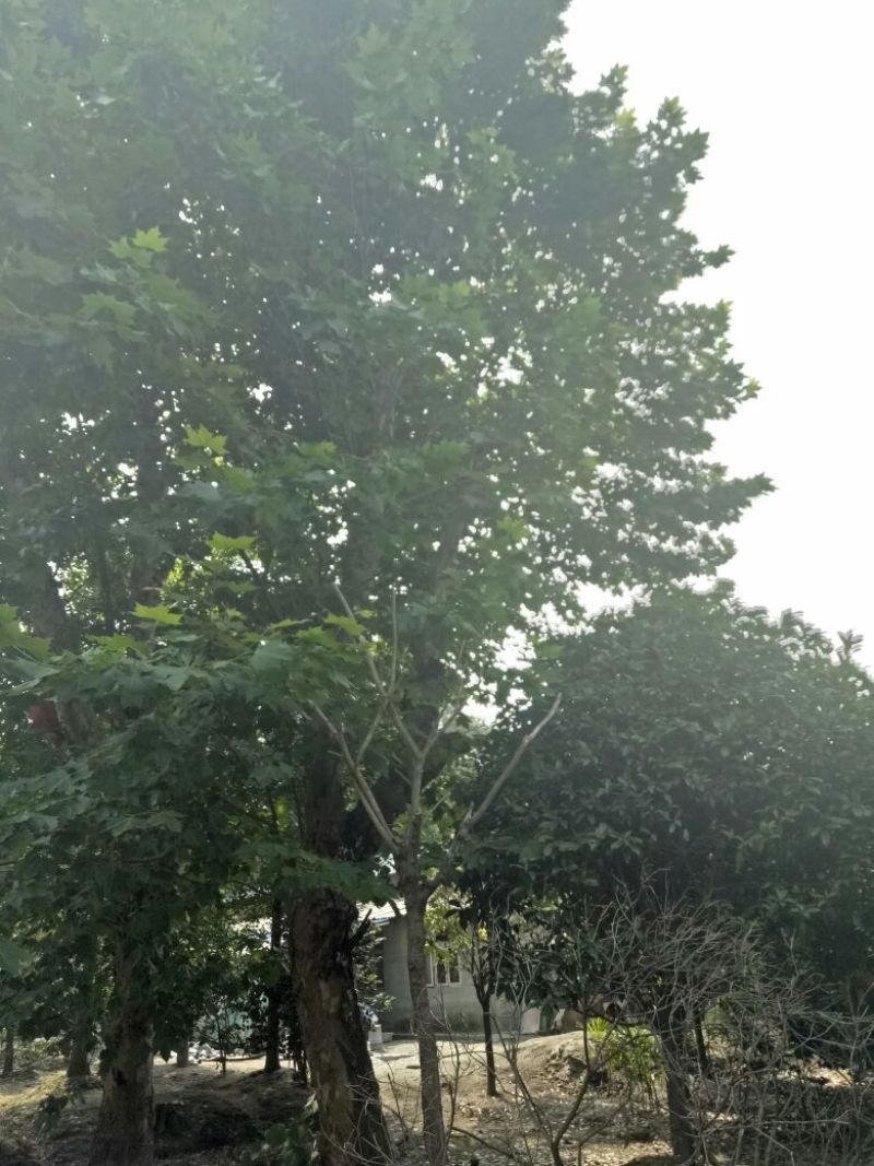 梧桐树