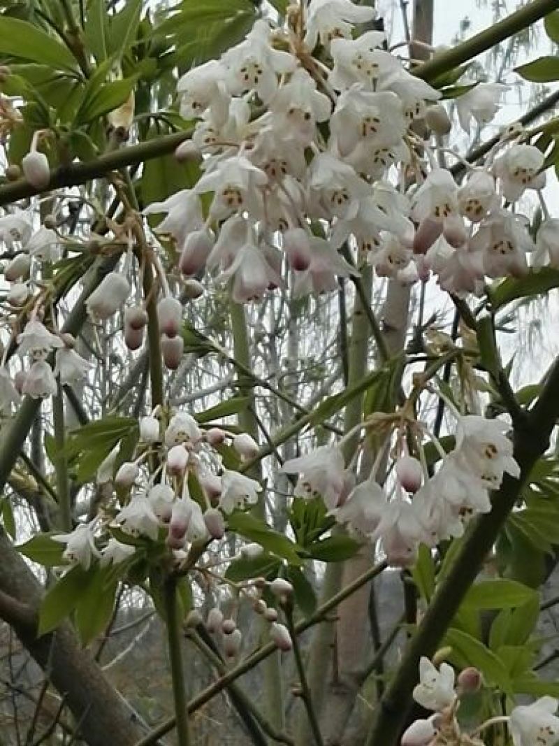 省沽油