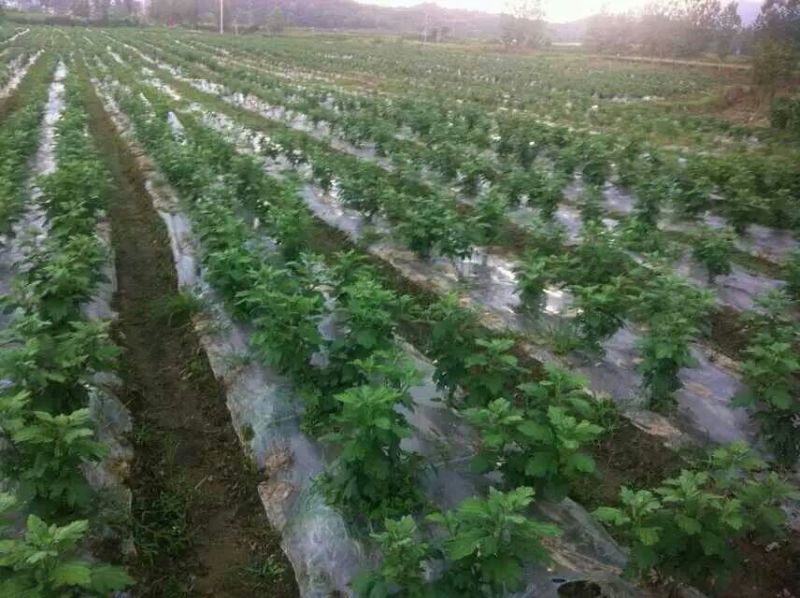 修水金丝皇菊散装花菊花茶
