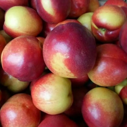 北京双喜红油桃 3两以上批发_樊仙文供应_一亩