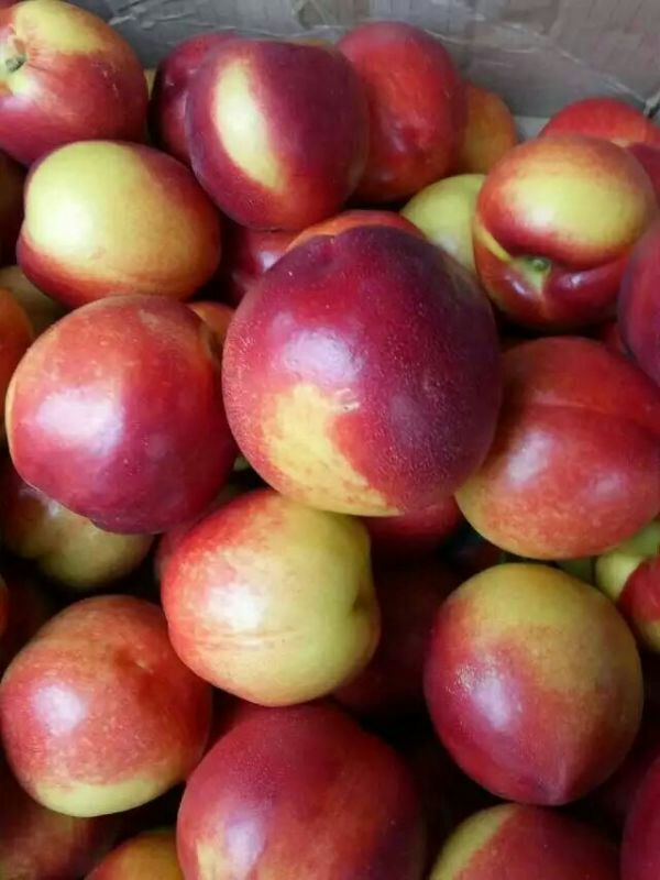 北京双喜红油桃 3两以上批发_樊仙文供应_一亩