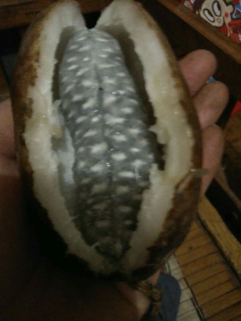 八月瓜90~100g