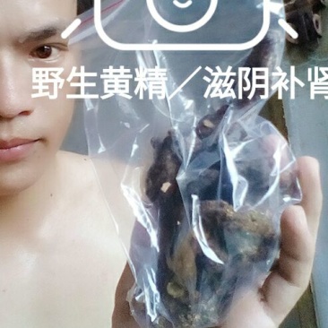 黄精