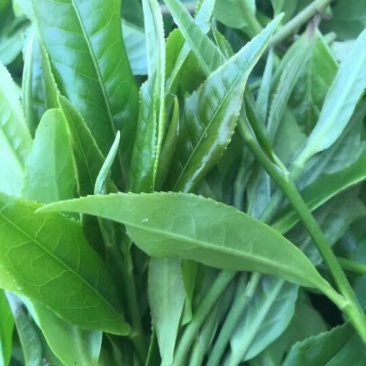 百年大树茶一级
