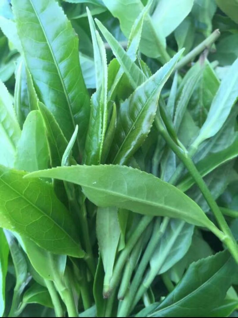 百年大树茶一级