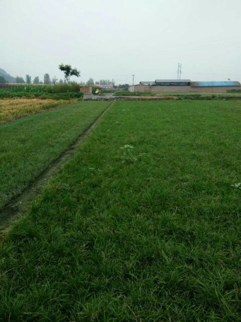 马尼拉草坪