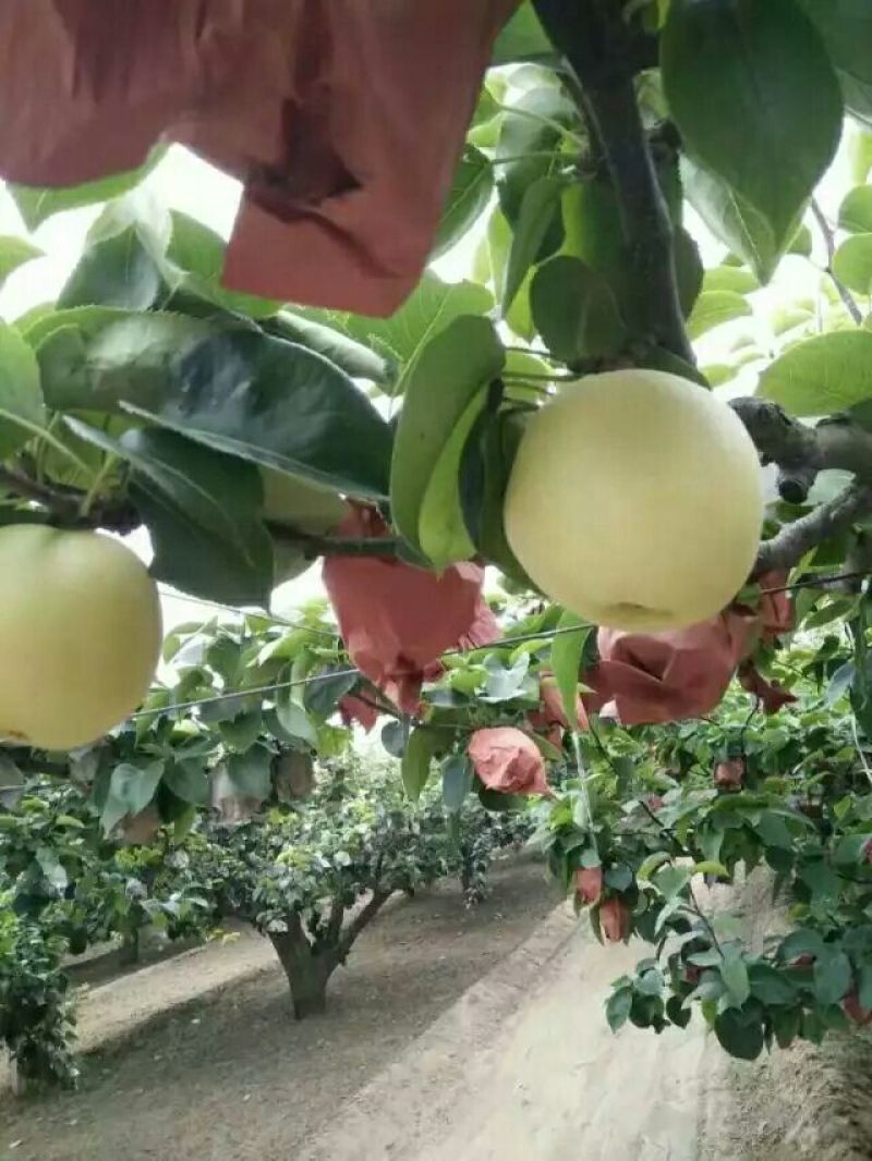 皇冠梨250~300g纸袋