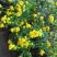 白菊花茶