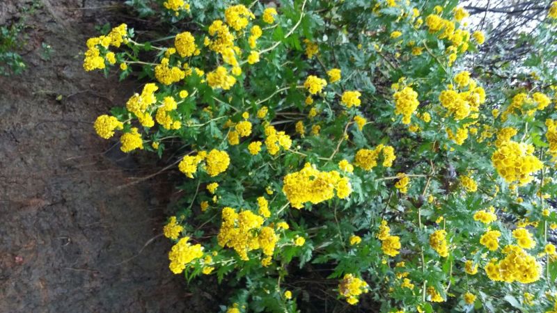 白菊花茶