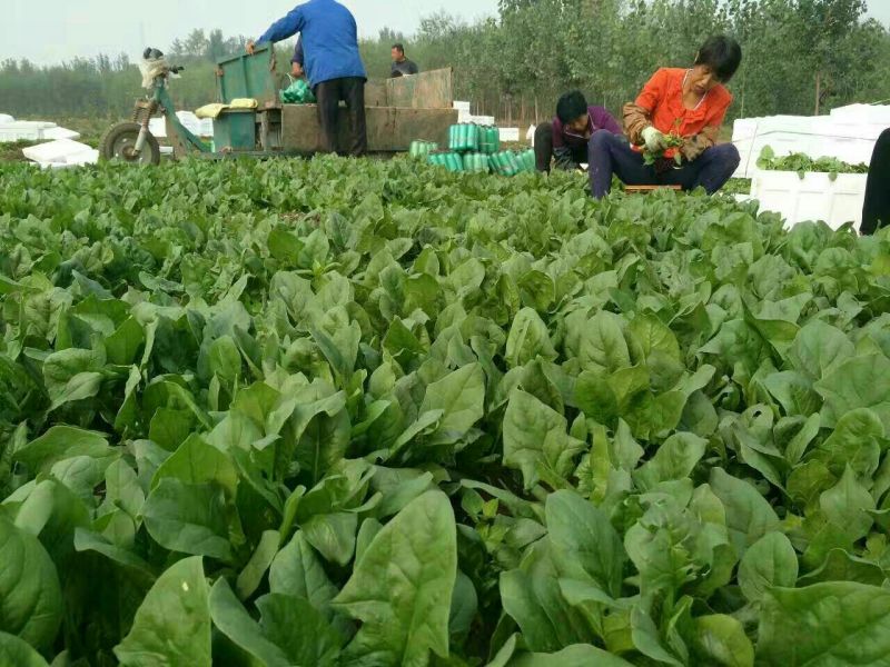 名门菠菜15~20厘米