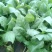 大叶菠菜20~25厘米