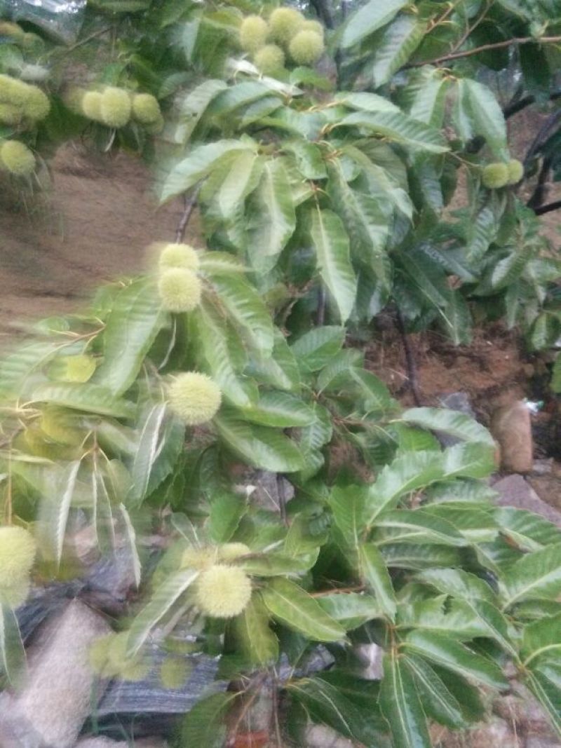 板栗树苗50~60cm。大红袍板栗树苗，低价出售。