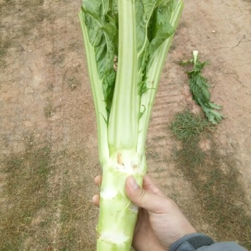 儿菜5两以上