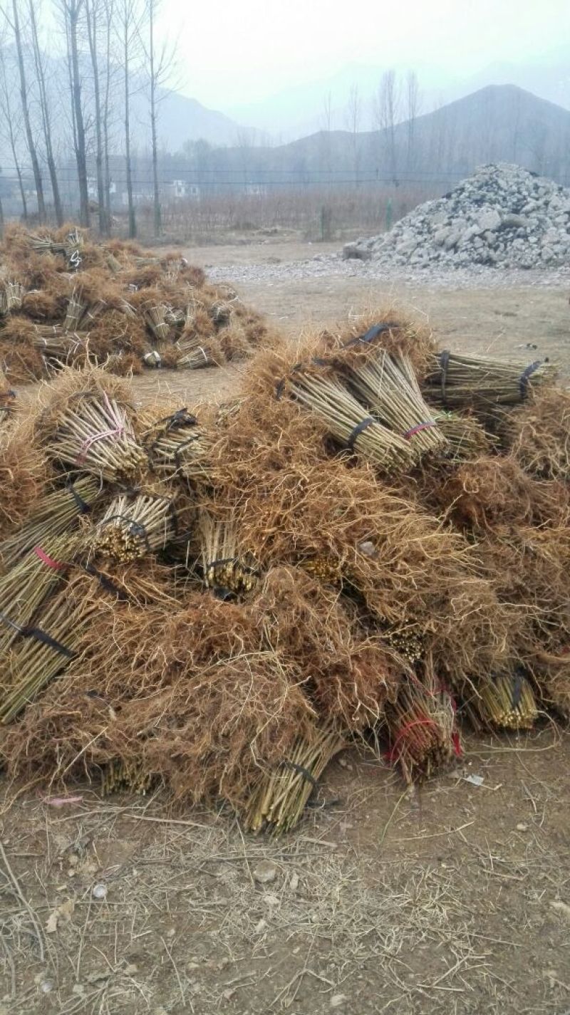 毛桃树/毛桃树苗/占地桃树桩