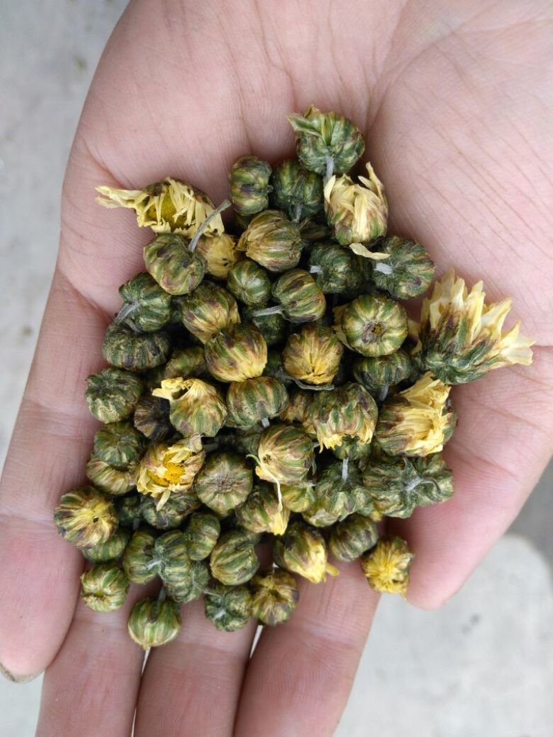杭州白菊散装