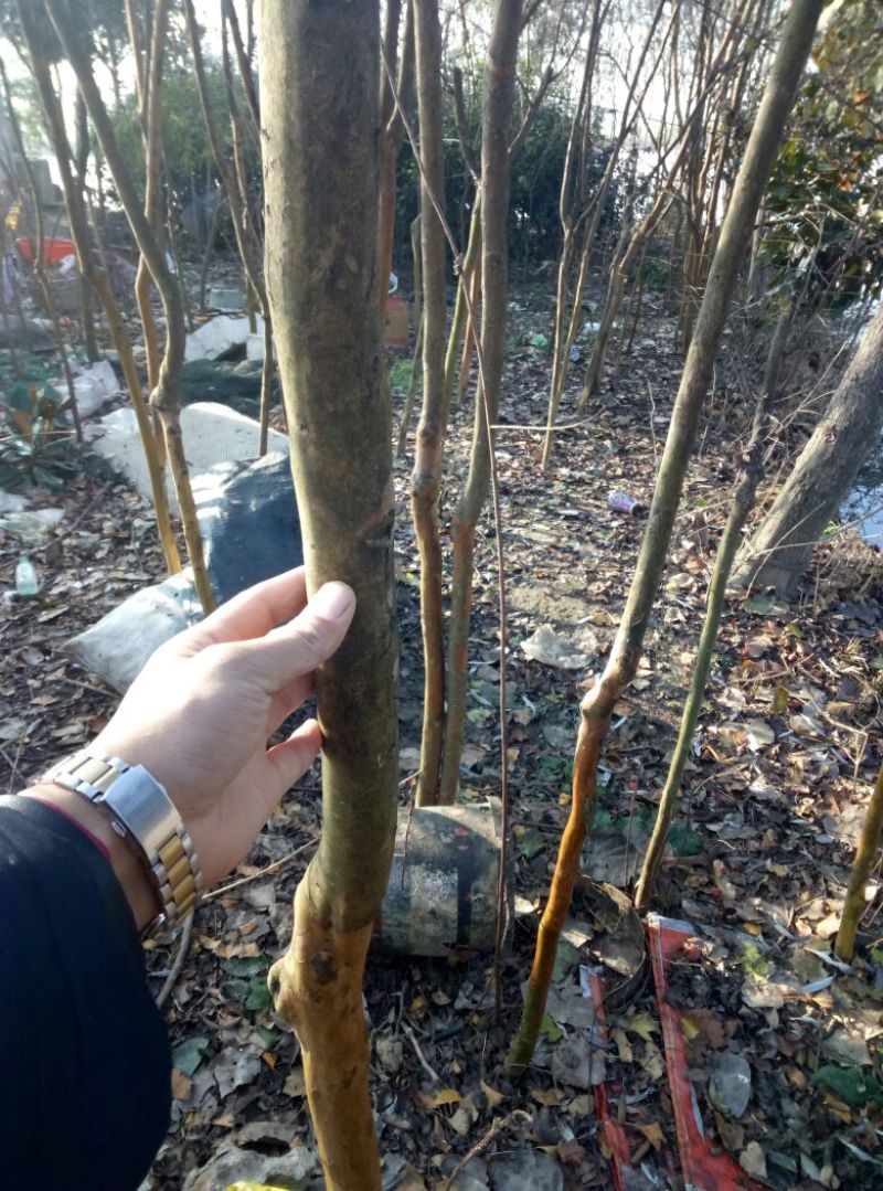百日红2~4cm4米以上1~2米