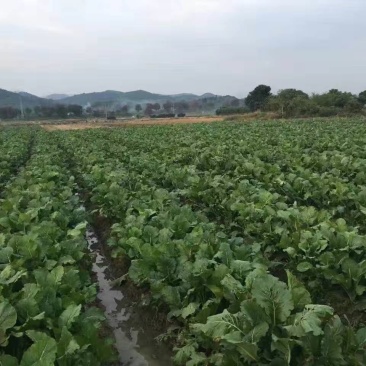蔬菜