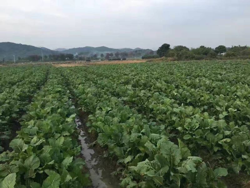 蔬菜