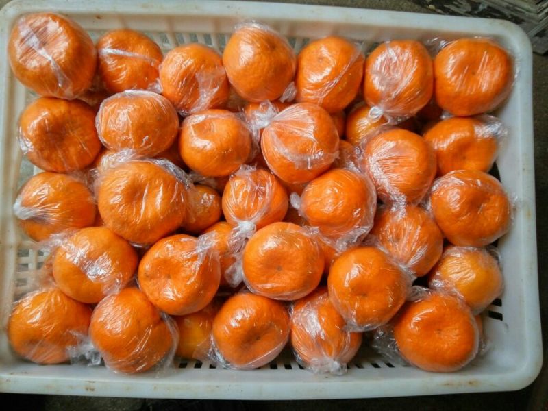 椪柑，非永春芦柑，个大味甜，清香可囗，欢迎品偿。