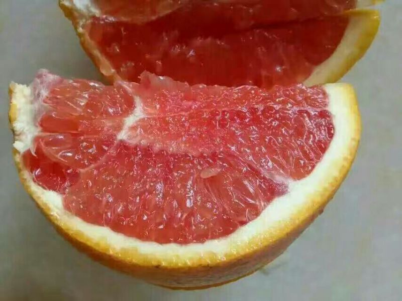 柑桔苗