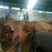 育肥牛犊100~200kg