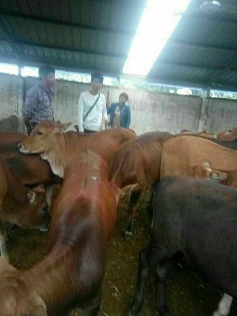 育肥牛犊100~200kg