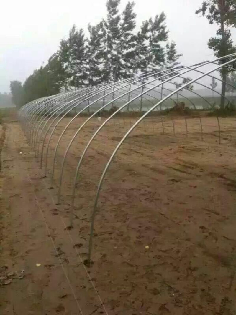 狮头鹅苗250g以上