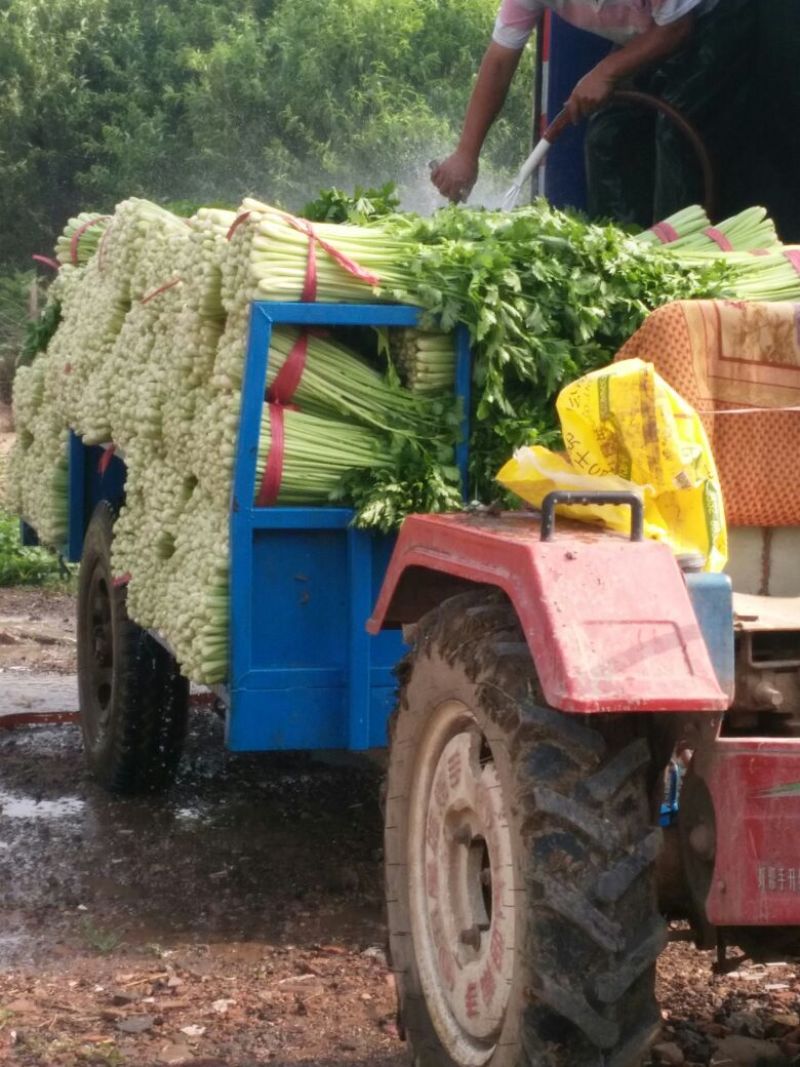 禹城冷棚芹菜西芹大量现货，量大质优价格优惠欢迎采购