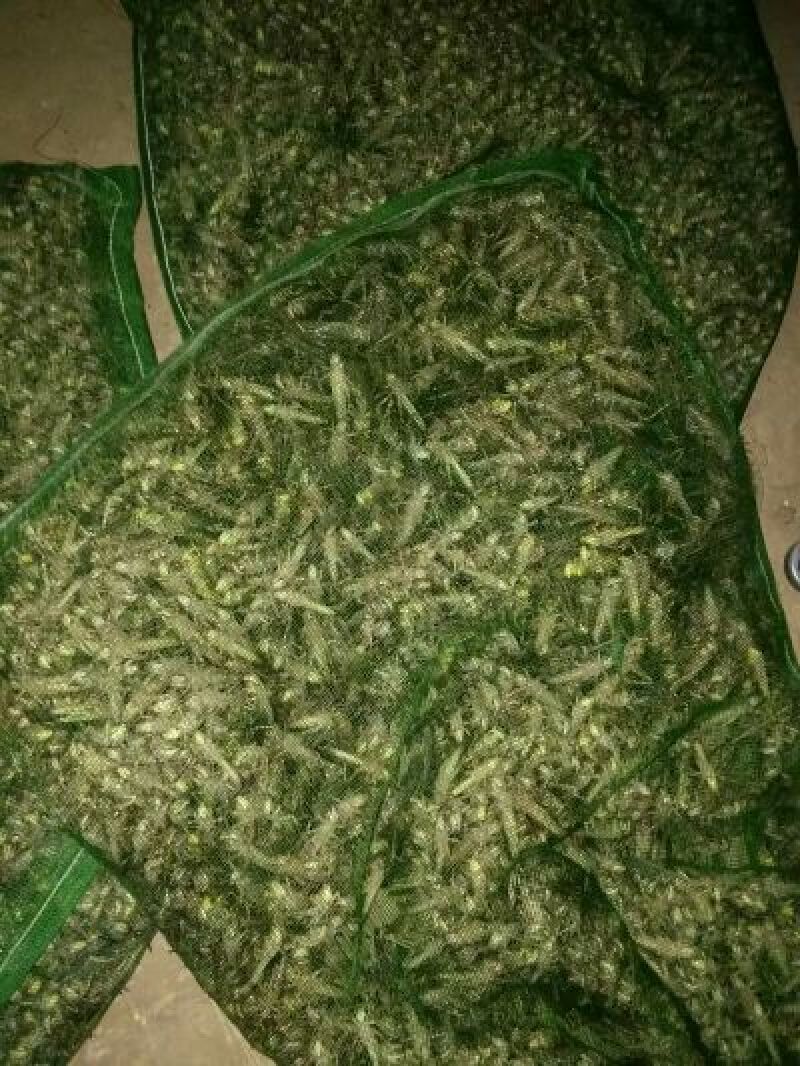 东亚飞蝗食用