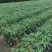 芜湖椒10~15厘米青