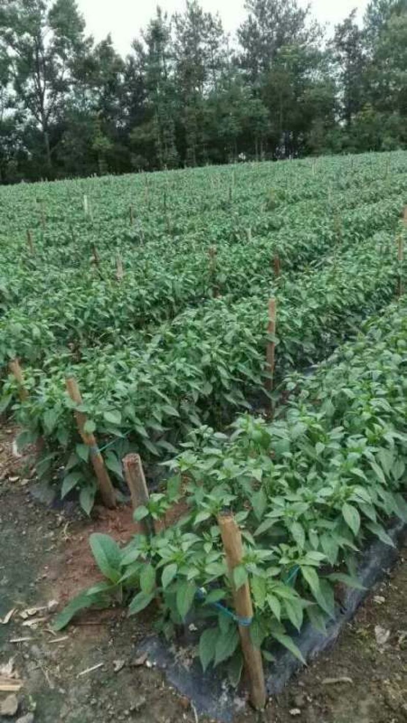 芜湖椒10~15厘米青