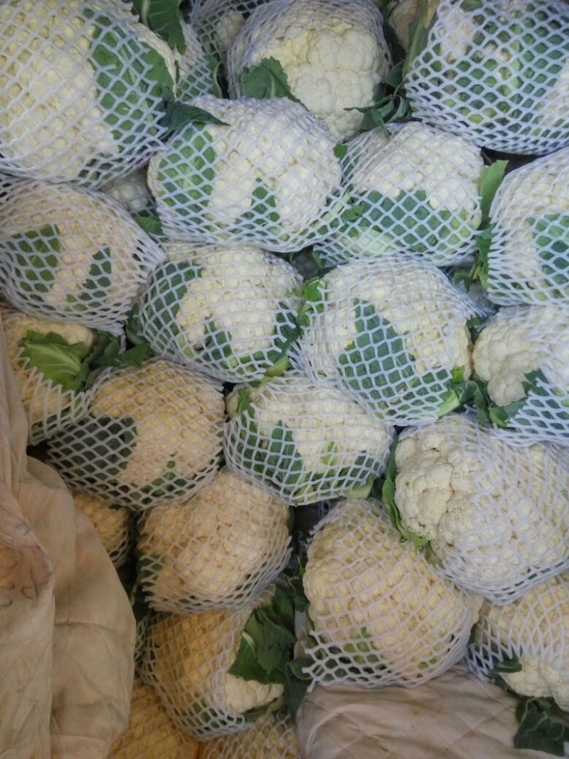 白花菜