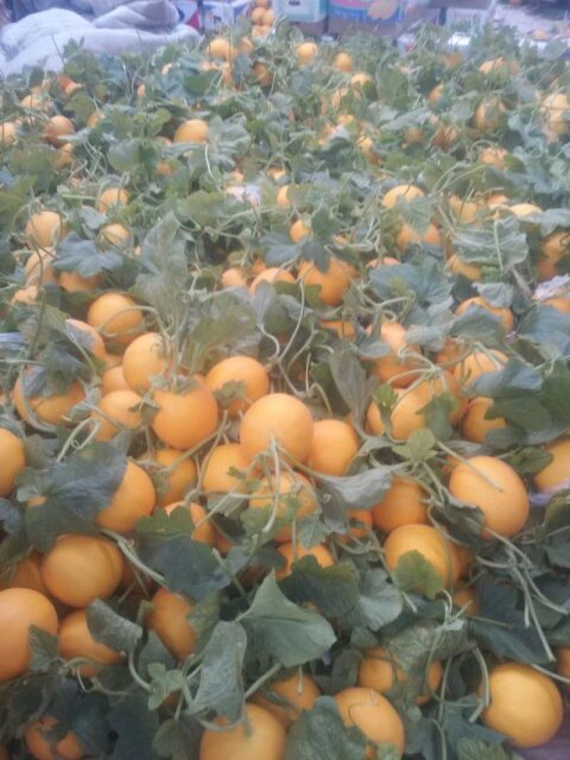 九红瑞香瓜3月份大量上市