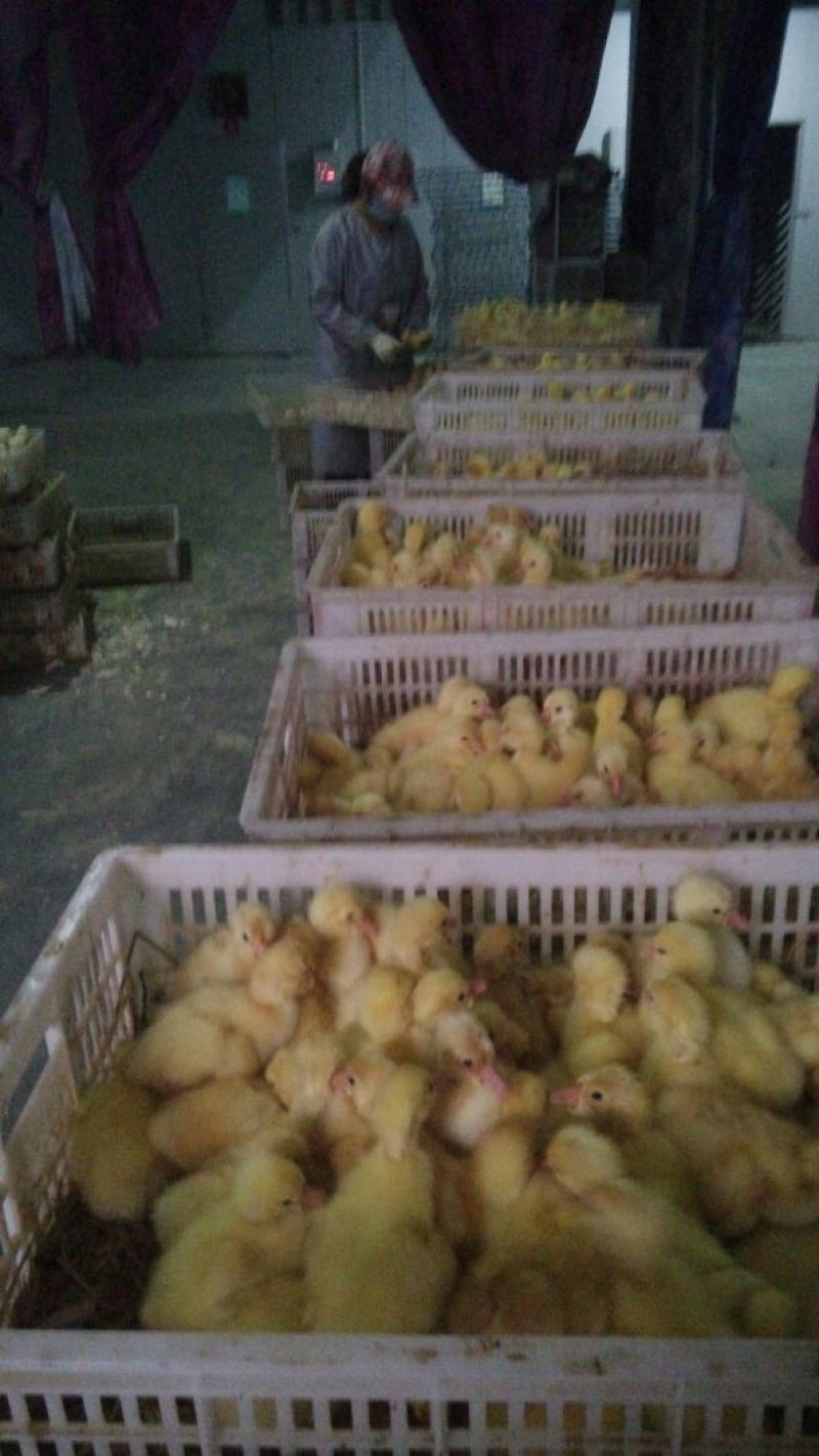 扬州大白鹅苗250g以下