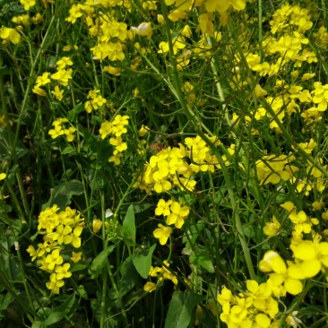 菜油一级