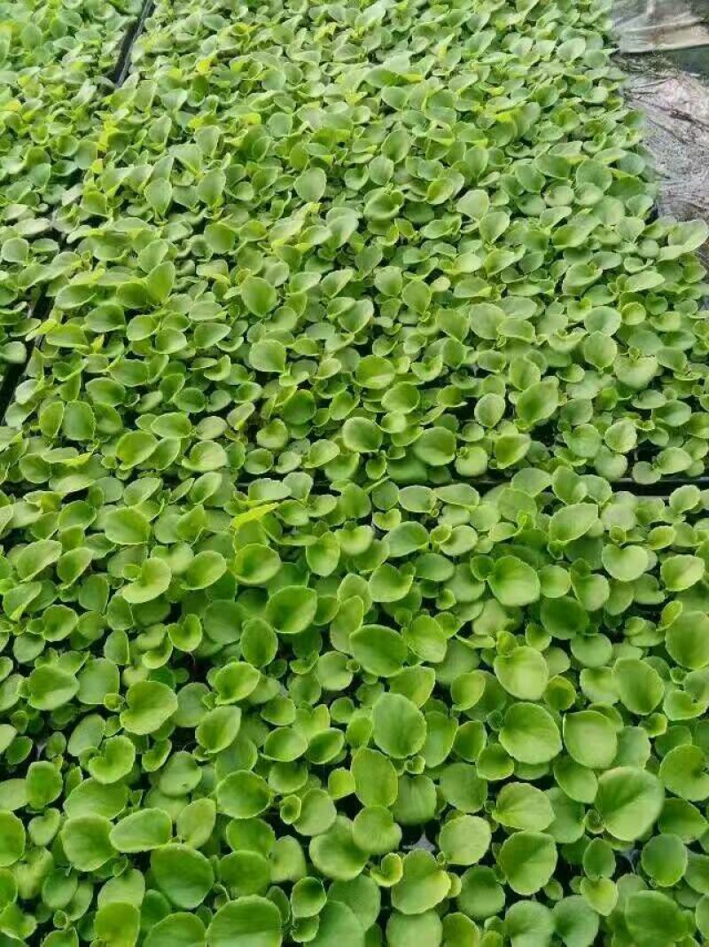 矮牵牛种苗盆栽矮牵牛牵牛穴盘苗垂吊牵牛牵牛基地
