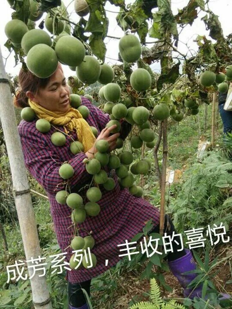 青皮果罗汉果大果