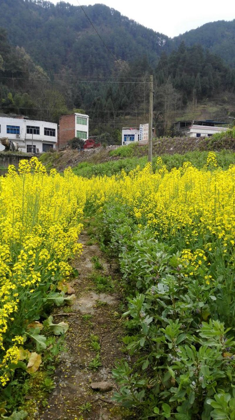 菜油一级