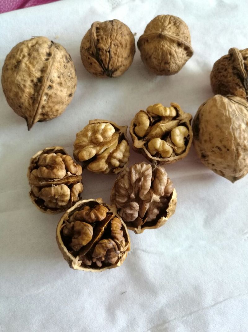 薄皮核桃25mm以下去皮
