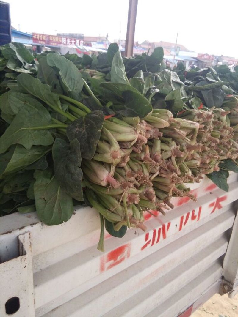 黑叶菠菜20~25厘米