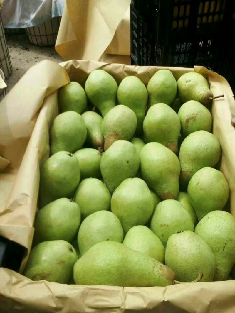 梨150~200g纸箱