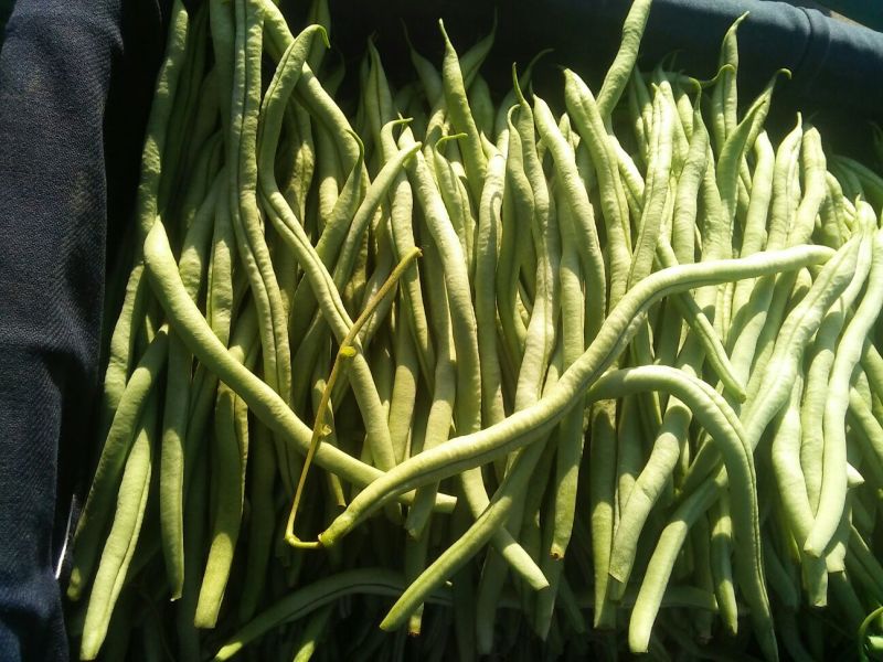 豆角20厘米以上