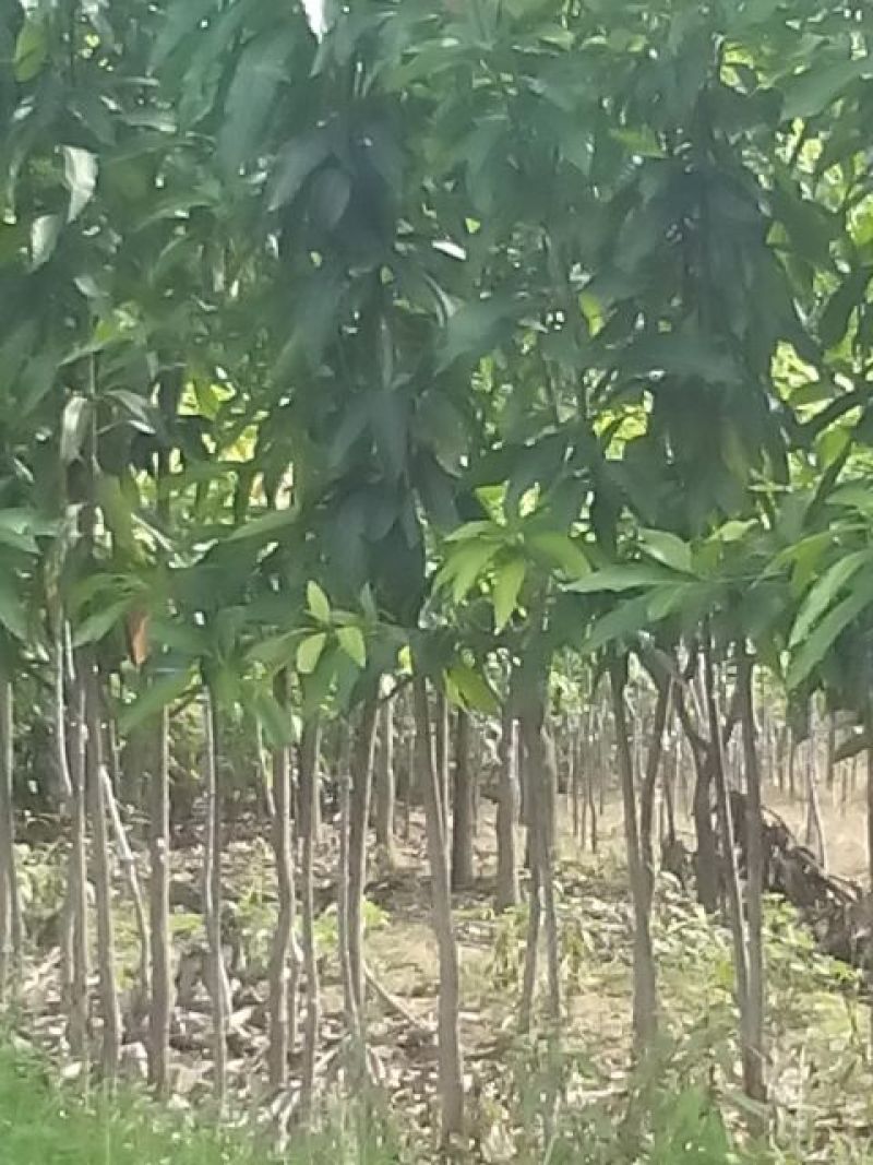 芒果树