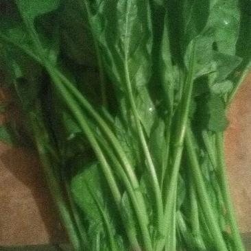 大叶菠菜15~20厘米